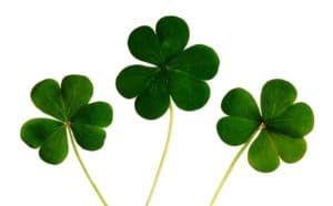 Three Irish Clovers - Symbol of Ireland