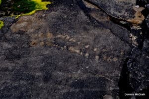 Tetrapod Tracks on Valentia Island