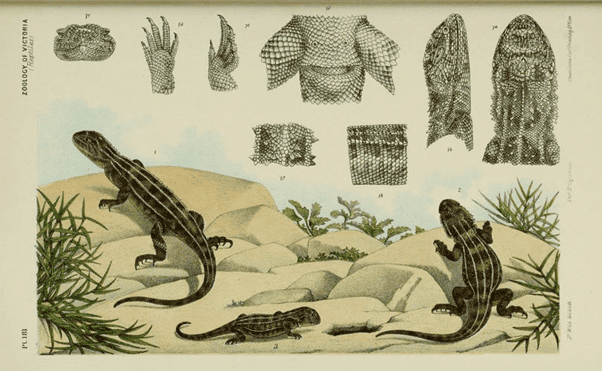 victorian zoological illustration