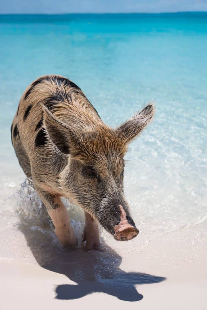 forest simon Swimming Pig in the Caribbean unsplash Known as Paradise, the Caribbean is a massive archipelago in the Caribbean Sea, comprising the Caribbean Sea, its adjacent coasts, and its islands. It is a popular tourist attraction since it has enchanting beaches, irresistible crystal clear water, tropical forests, astounding natural places, and wonderful tourist attractions.