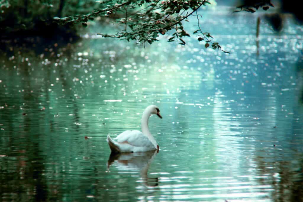 Swans - The Magic of Irish folklore