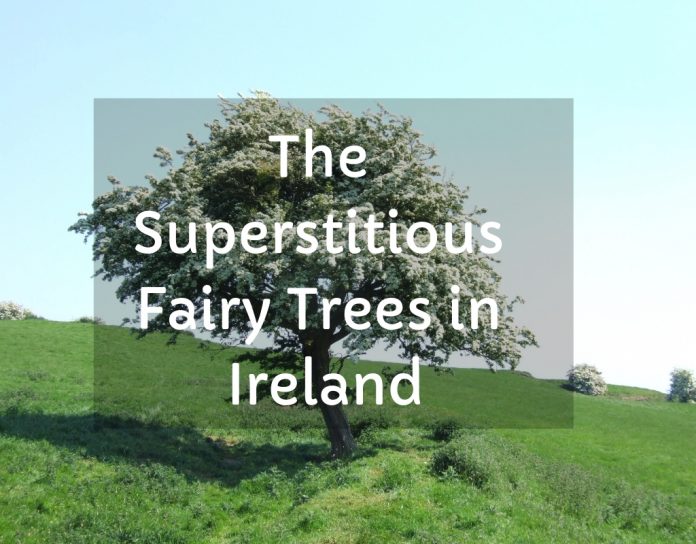 he superstitious Fairy Trees in Ireland