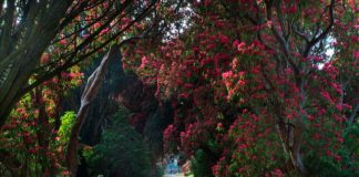 Kilmacurragh National Botanic Gardens