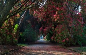 Kilmacurragh National Botanic Gardens