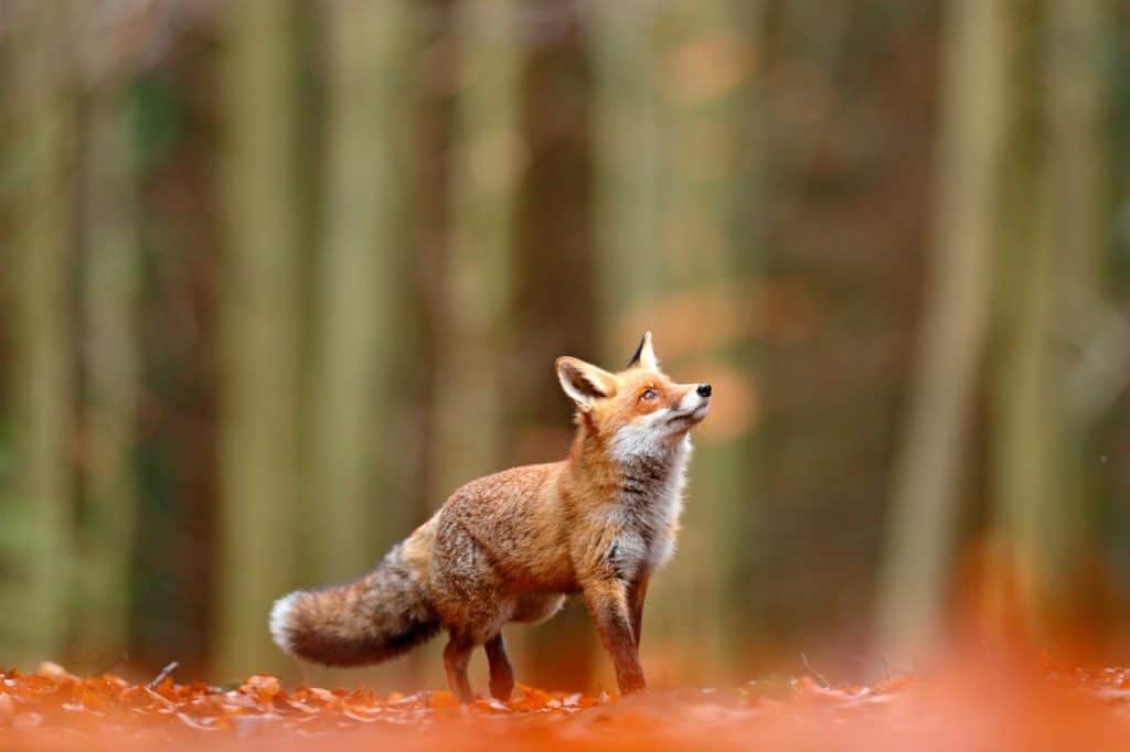 Red Foxes can be found at the Kerry International Dark Sky Reserve - Ireland's Hidden Gems