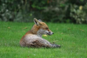 Secret Valley Wildlife Park - A fox lying on the grass