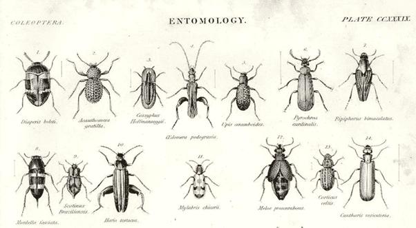 victorian entomology diagram
