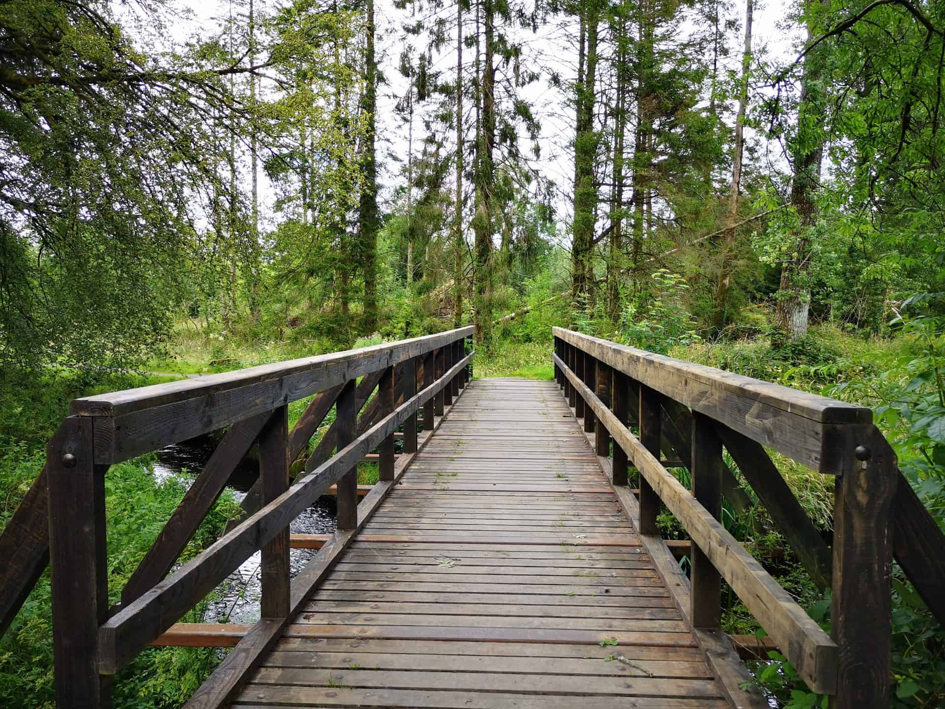 A wooden foot bridge through a forest in Ireland