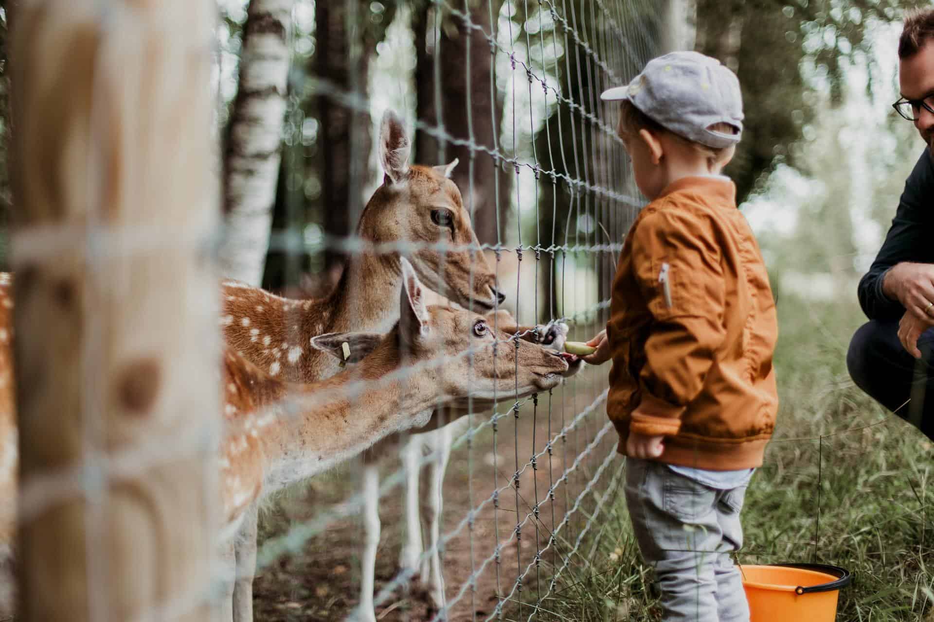 Exmoor Zoo, Britain - Child feeding a gazelle