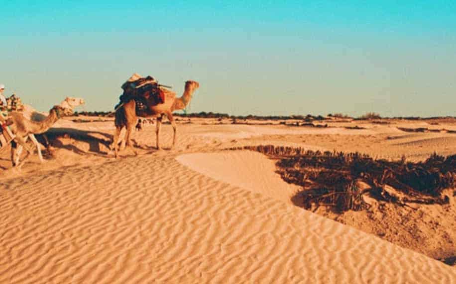 camel in the desert of Tunisia