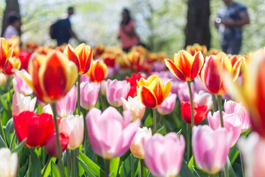 A group of tulips in a must-see garden in the Netherlands