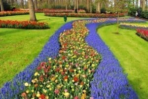 A path made out of flower in full bloom in the must see Keukenhof Garden