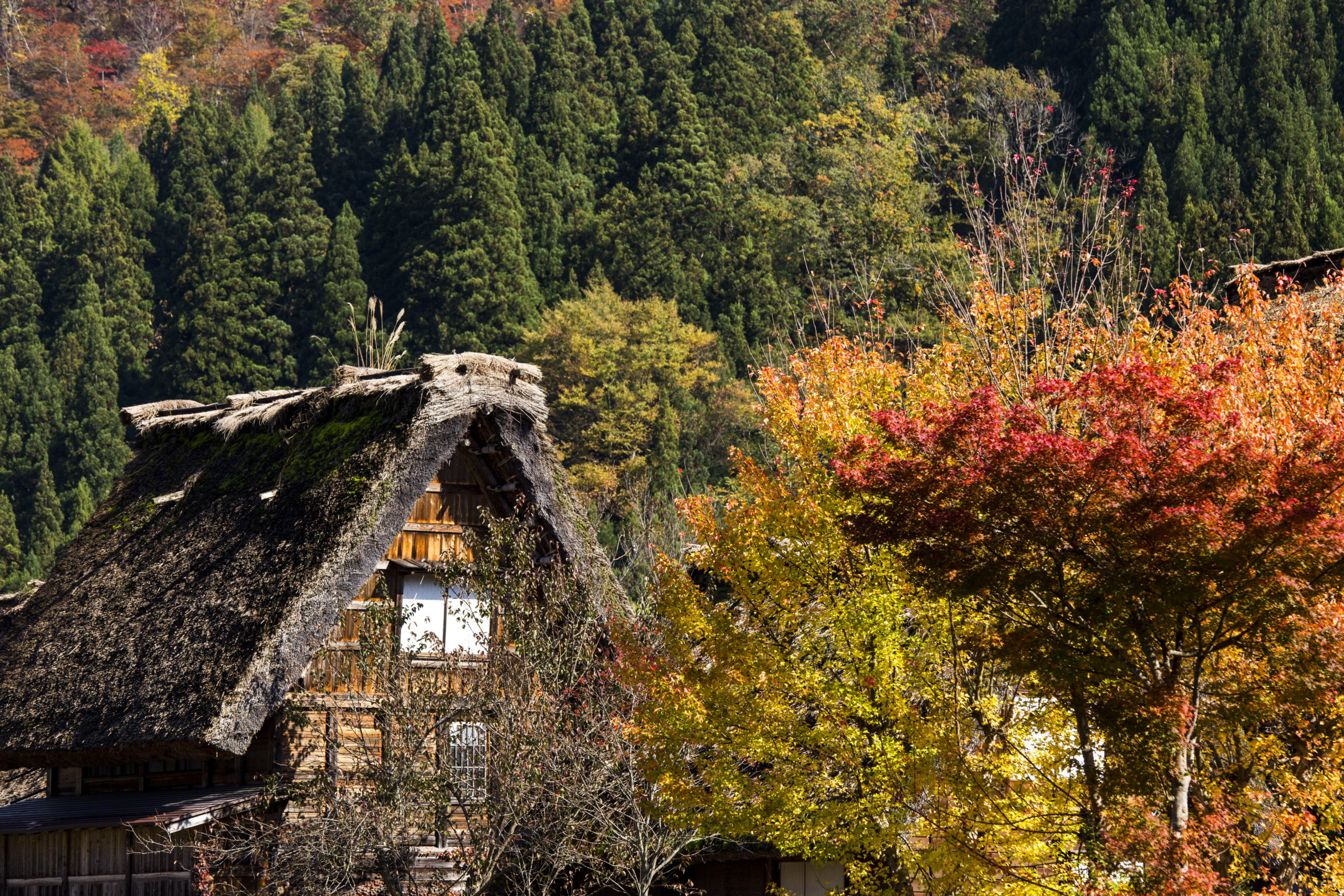 Japan. autumn season