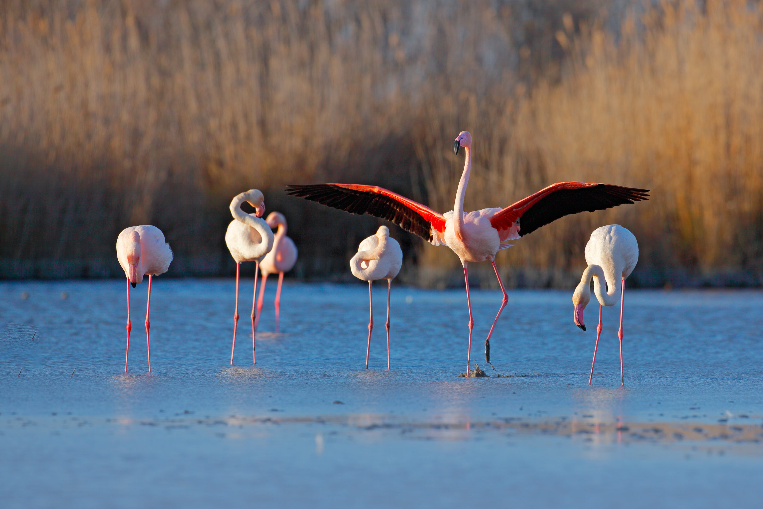 Watching Flamingos is one of the best things to do in Greece