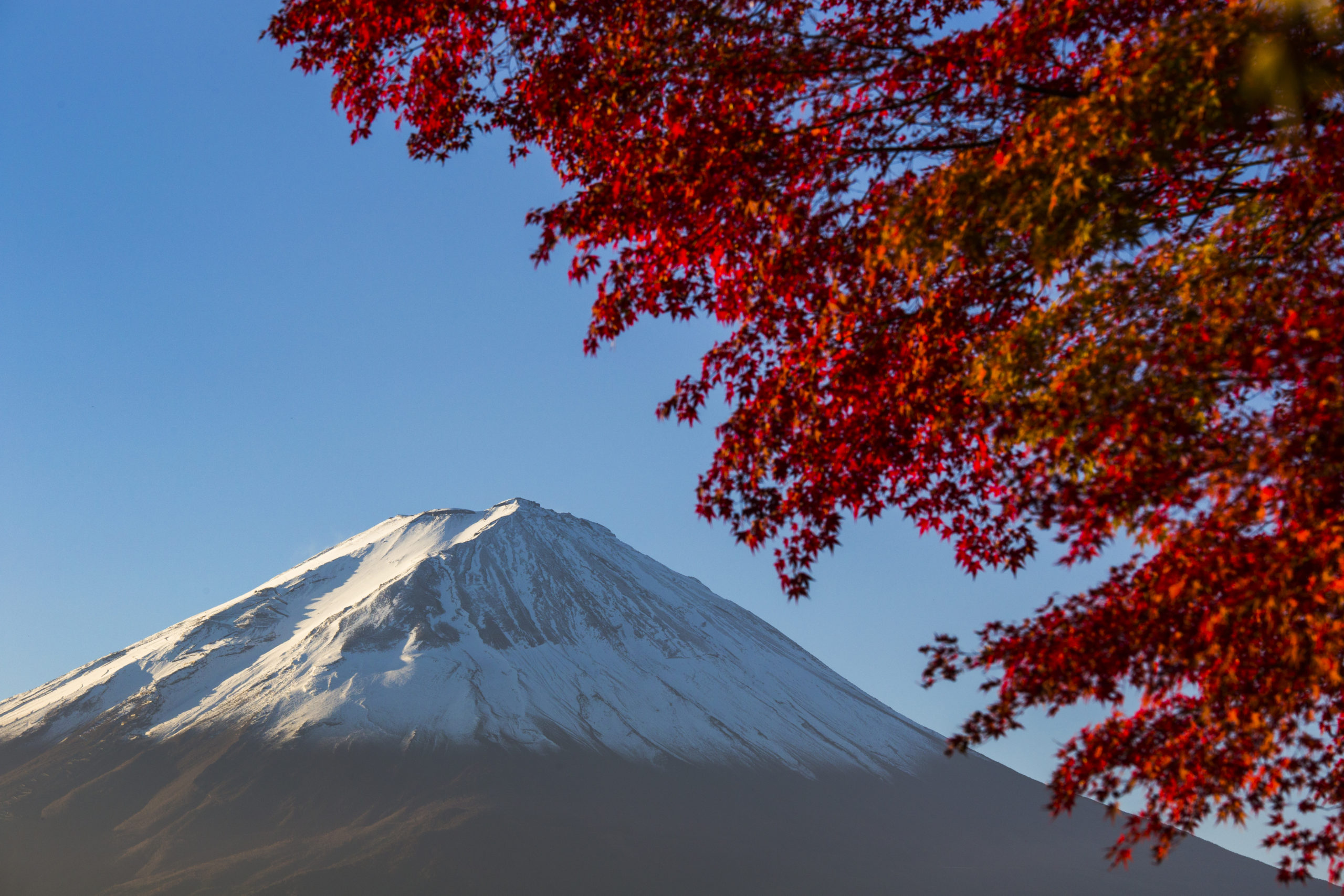 red autumn leaf. Japan