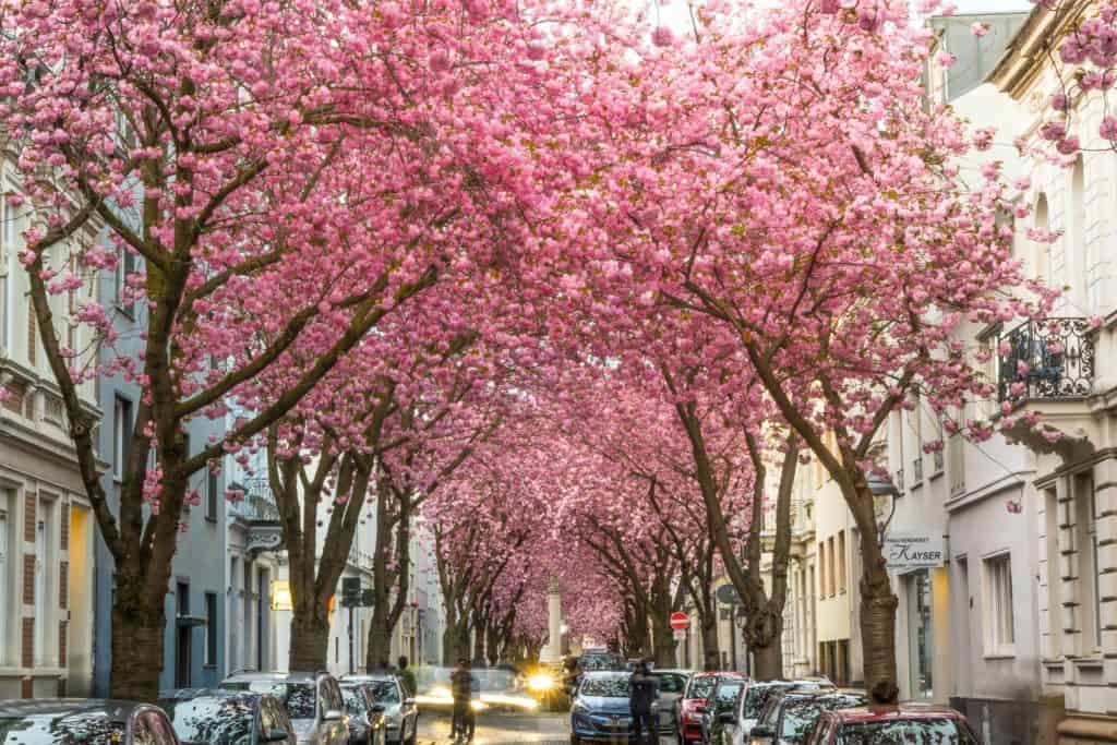 Cherry Blossom at Heerstraße, Bonn Germany