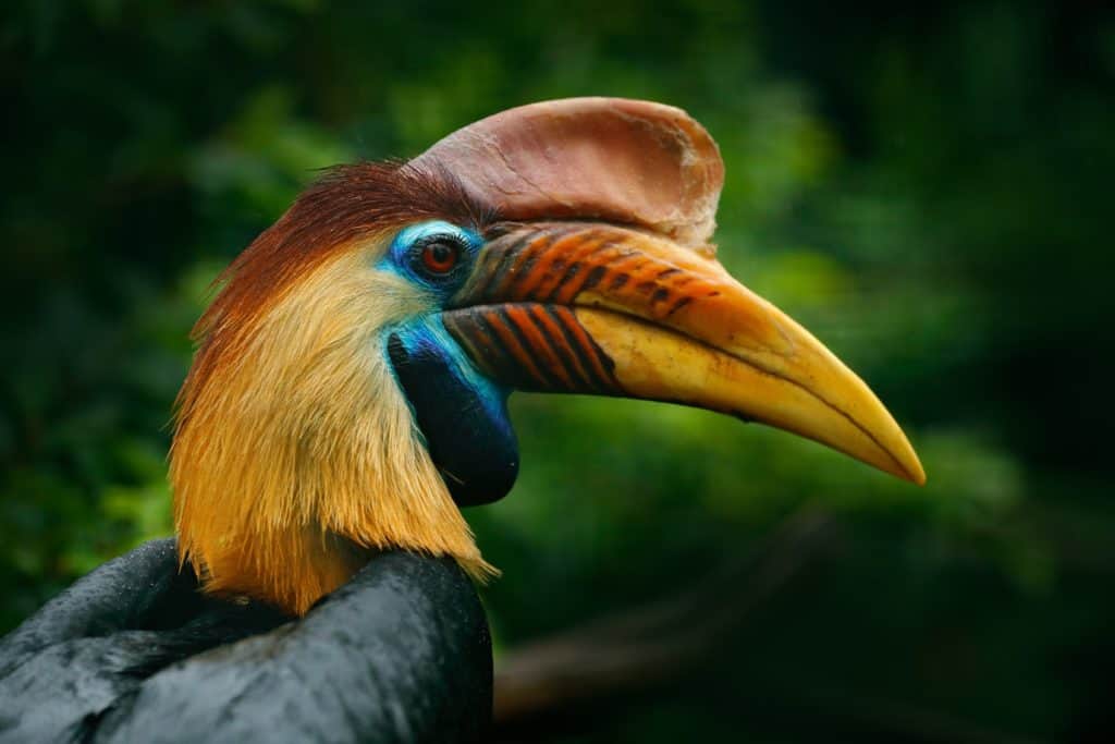 Knobbed hornbill rhyticeros cassidix from sulawesi Indonesia rare exotic bird 1 Asia is the largest continent on Earth. It is estimated that Asia represents about 30% of earth’s land area and 8.7% of the total earth area not to mention the majority of human population of way over 4.5 billion people. This continent is so diverse with regards to geography, culture, ethnic groups, environments, climates, economics and historical ties.