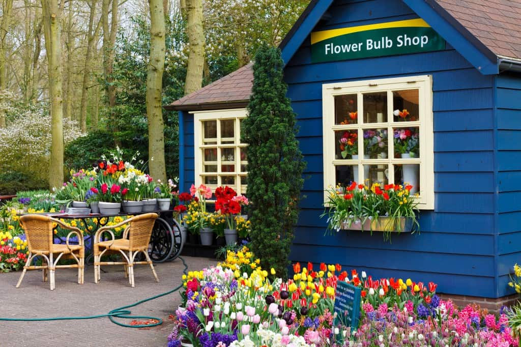 Amazing flower shop, the Netherlands, Pixabay