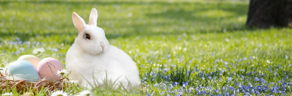 Easter Bunny and Gaelic Ireland