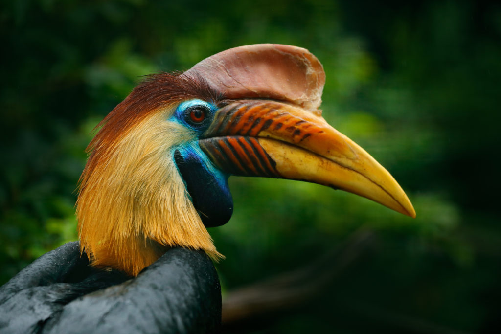 knobbed hornbill rhyticeros cassidix from sulawesi indonesia rare exotic bird detail e SBI 325326511 Things You Need to Know Before Visiting Malaysia