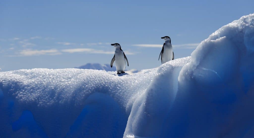 Snow Holiday Destinations - A Pair of Penguins on a Sunlit Iceberg