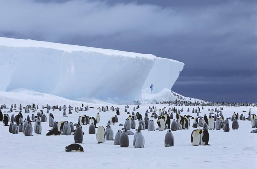 Snow Holiday Destinations - Emperor Penguin (Aptenodytes forsteri) Colony and Iceberg