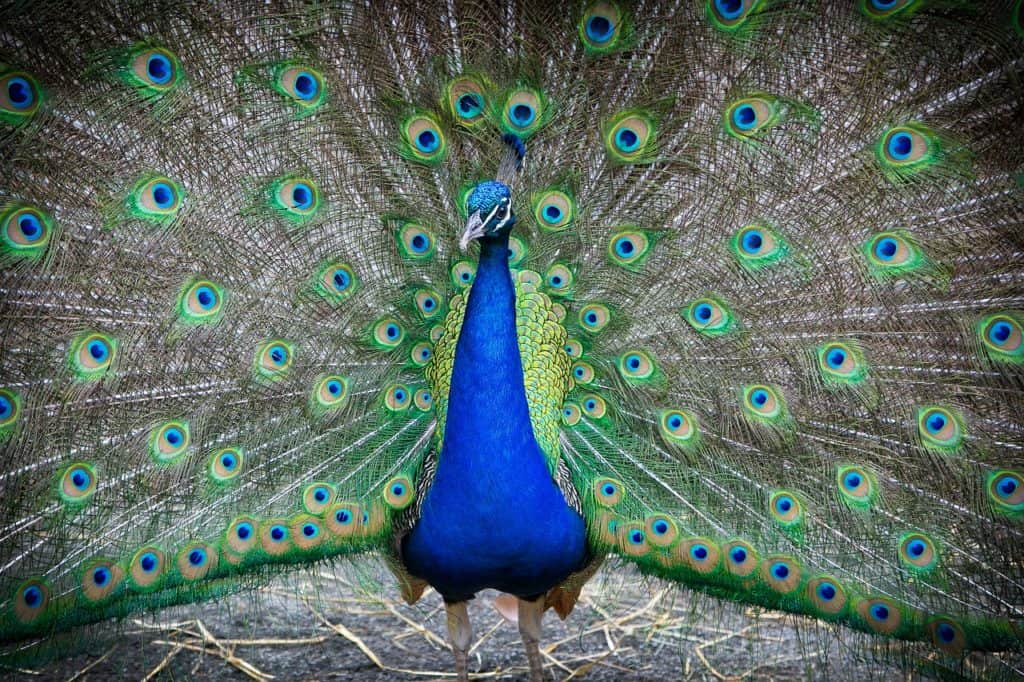 Bronx Zoo, Peacock