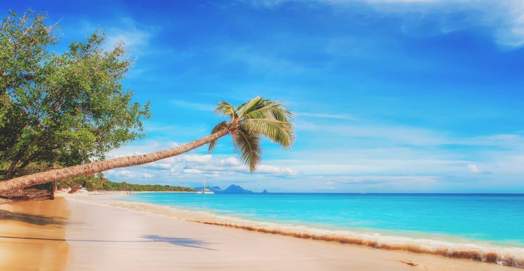 Caribbean, beach, palm tree, winter sun