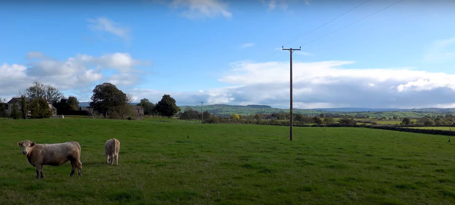 Castlederg Countryside, County Tyrone, Northern Ireland, Lamb