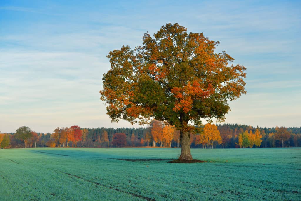 Colorful lonely tree in the field in Autumn, A guide to Explore Austria 