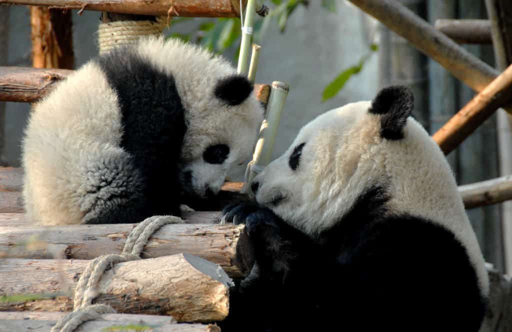 Top things to do in Chengdu Panda breeding Base