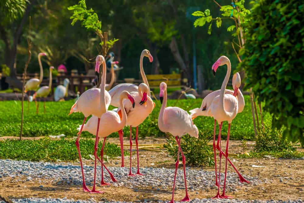Falmingoes in Al-Areen Wildlife park, one of five wildlife parks in Bahrain