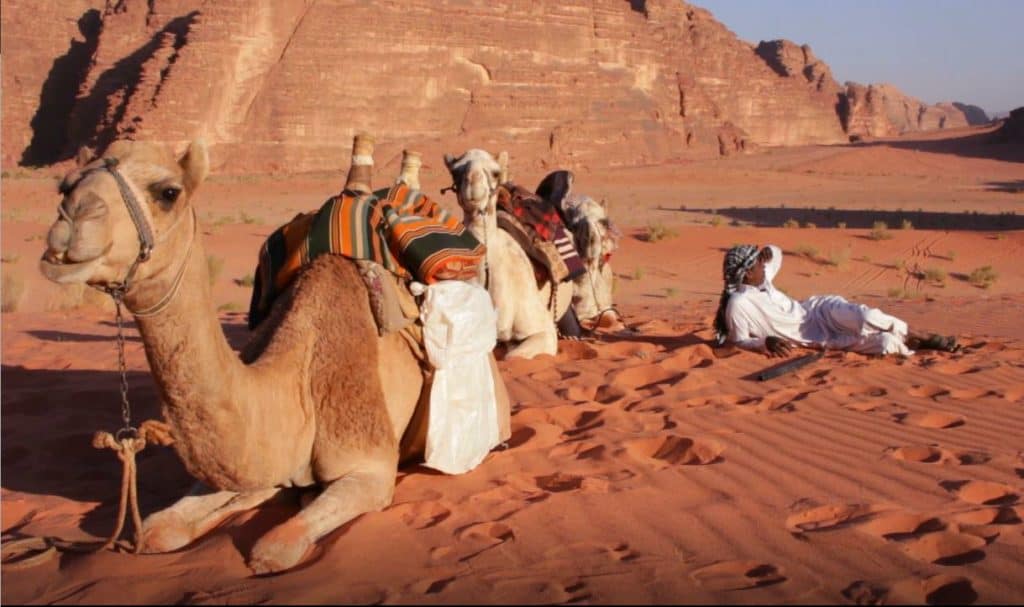 Discover the culture of Saudi Arabia by a camel ride
