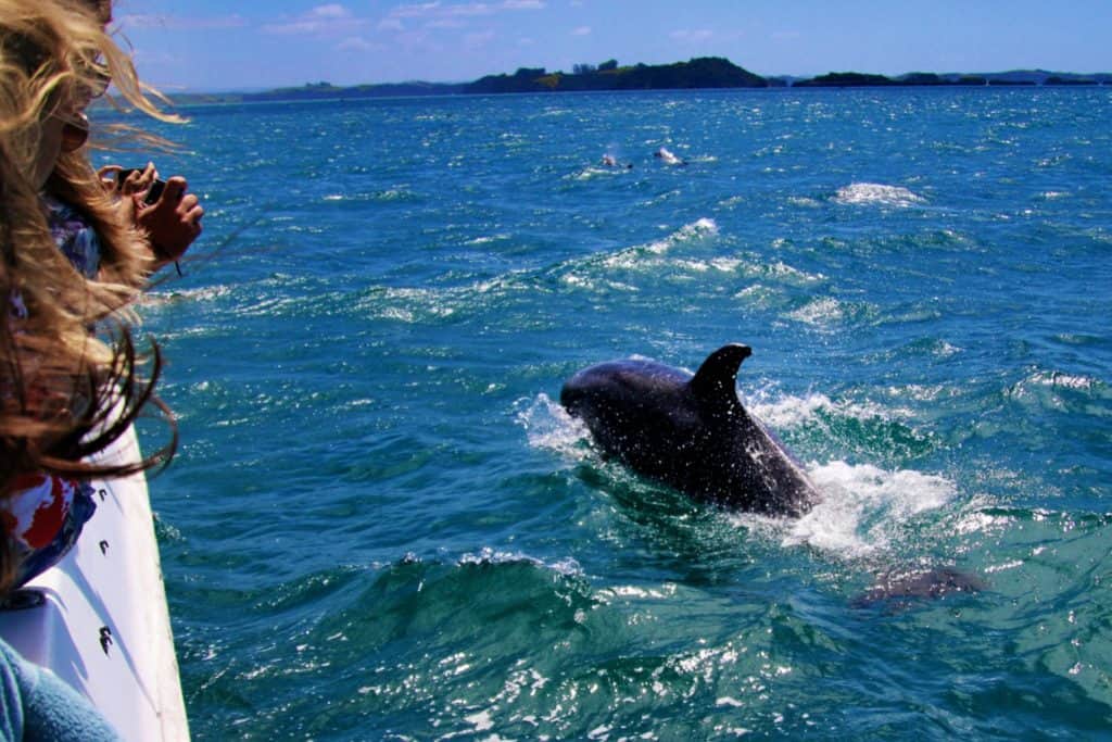 Dolphins showing their swimming skills to a group of visitors, The Bay of Islands