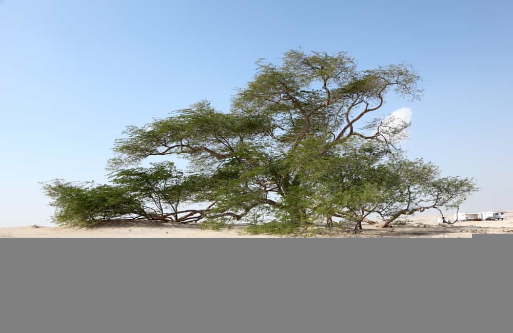 The secret to the survival of the Tree of Life in the Arabian Dessert is still a mystery