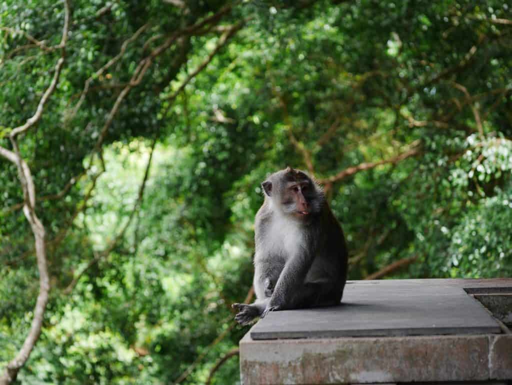 Ubud Monkey Forest 