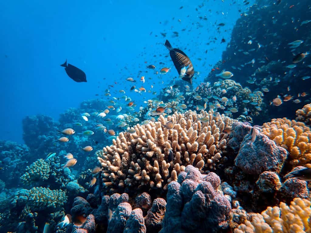 Scuba diving in the Red Sea is incredible 