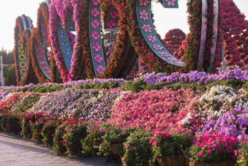 43301634 dubai miracle garden In the past two decades, Dubai has become one of the best tourist attractions in the world. It offers its visitors and residents so many activities and exciting opportunities that you will never have a moment of boredom when you’re there. From its entertainment parks to its malls and many outdoor activities, Dubai is a literal haven for tourists from all over the world.