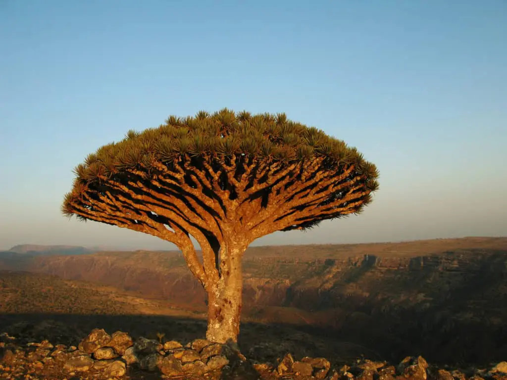 Socotra Island Yemen They say that if you want to enjoy places that have been unspoiled by men, you need to get on the off-beaten paths more often. Truth is, whoever said that couldn’t be more right, for the best places in the world are the hidden gem destinations that eager travellers mostly look for. South America is home to some of the best scenic natural wonders, so we’re shedding the light on a Peruvian secret spot. 