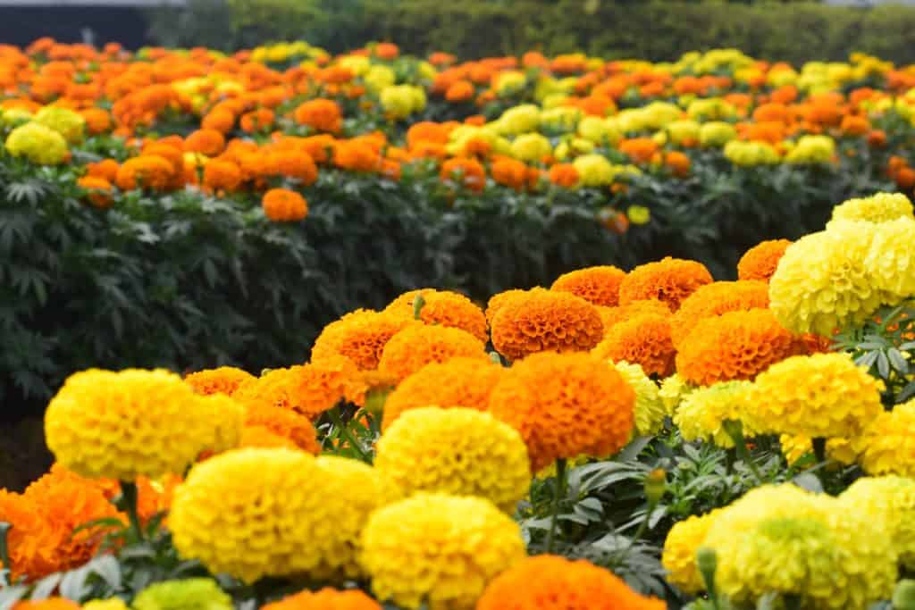 Day of the Dead - Aztec Marigold Flower