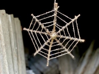spider web Kids Halloween activities are the perfect time for bonding with your kids and you don’t need to wait until October 31st to get celebrating, you can do many of these activities throughout the whole spooky month. 