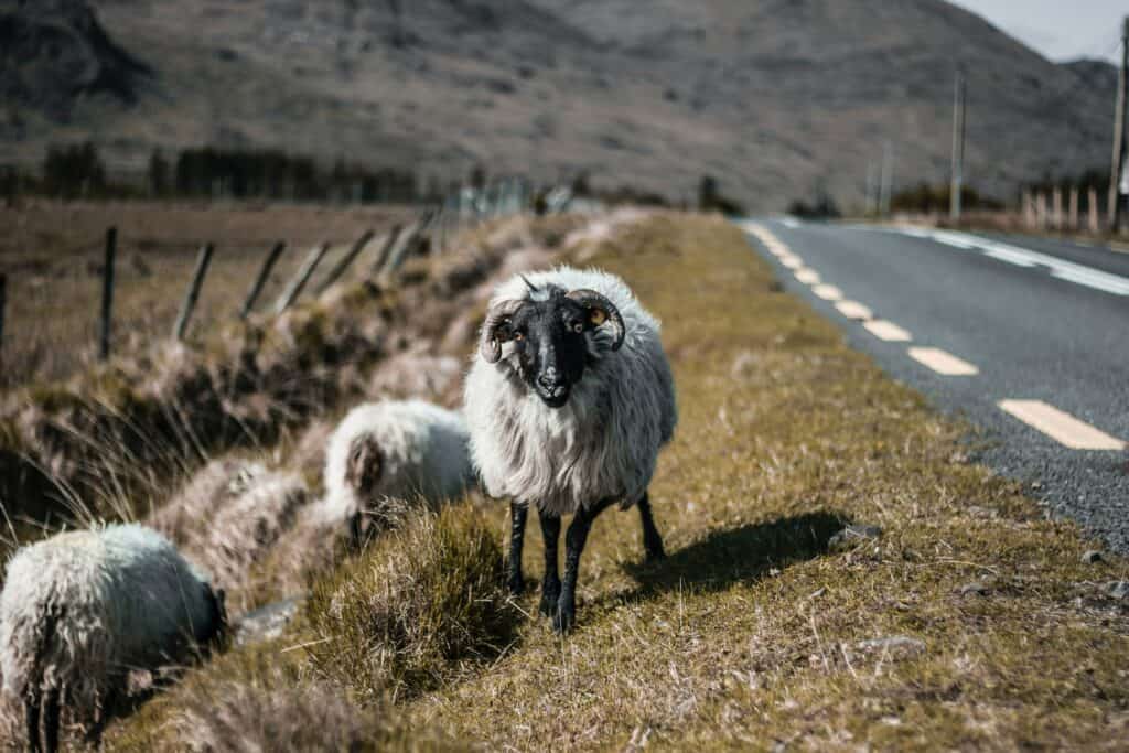 Wild Sheep found in the Ring of Kerry 