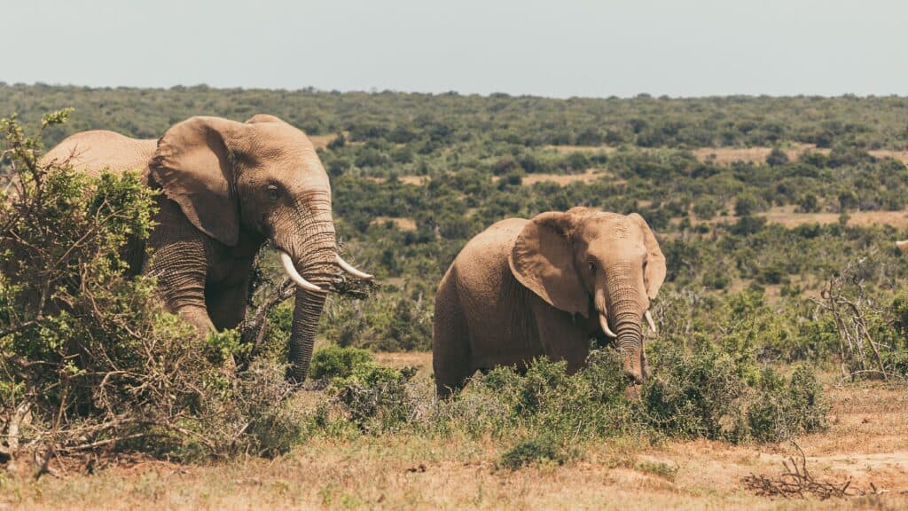  Addo Elephant National Park, The Eastern Cape