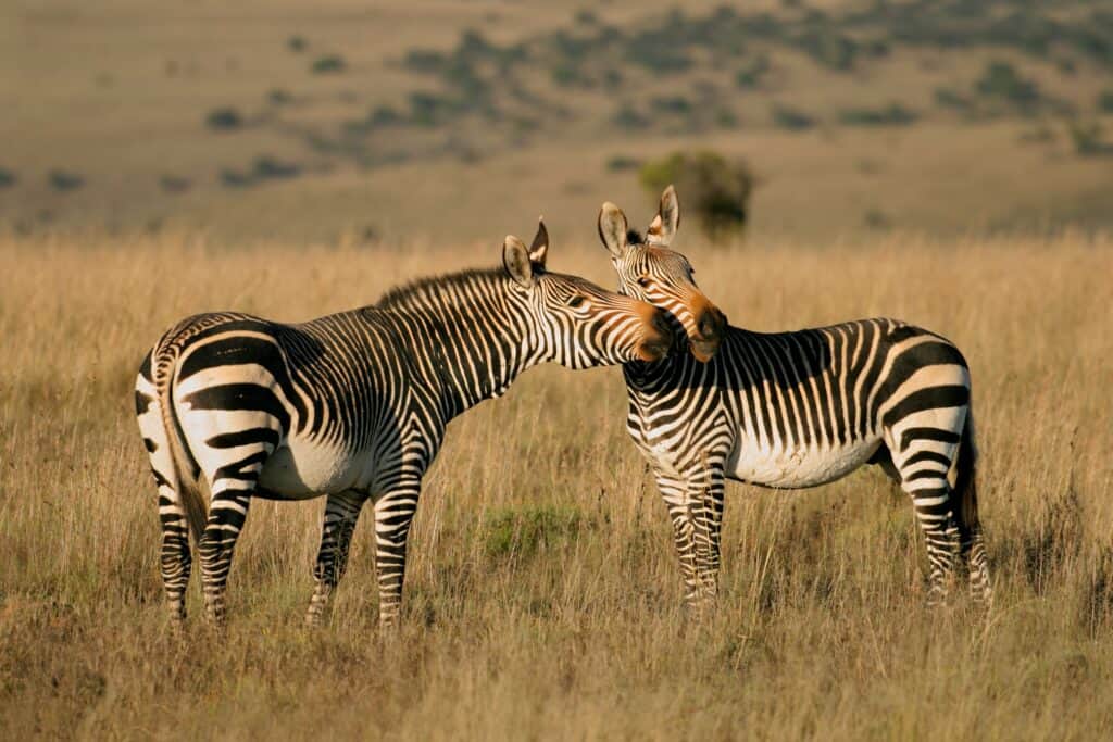 Mountain Zebra National Park, The Eastern Cape