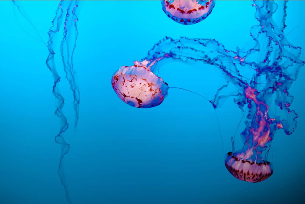 jelly fish oceanworld 1 If you find yourself in Kerry a trip to Dingle should definitely be on the cards. Our article will tell you the best things to do in Dingle.