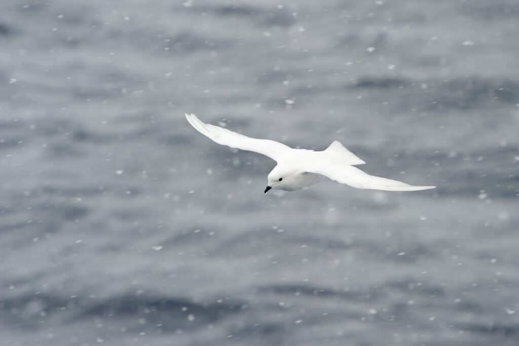 snow petrel min Antarctica is a vast ice-covered landmass encircled by the sea. During the summer, Antarctica becomes more than twice the size of Europe and sixty-two times the size of the United Kingdom.