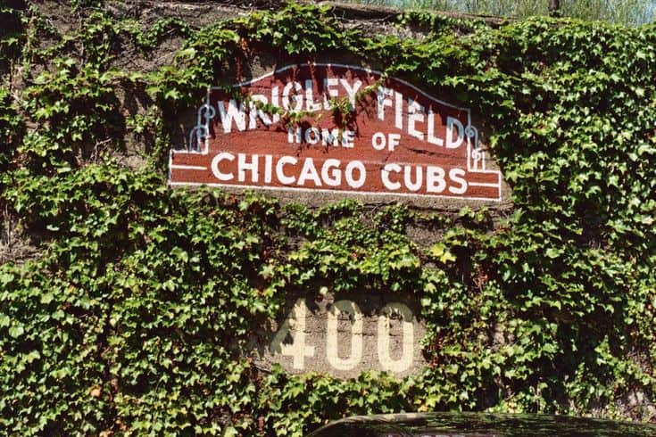 Chicago Cubs baseball Ivy