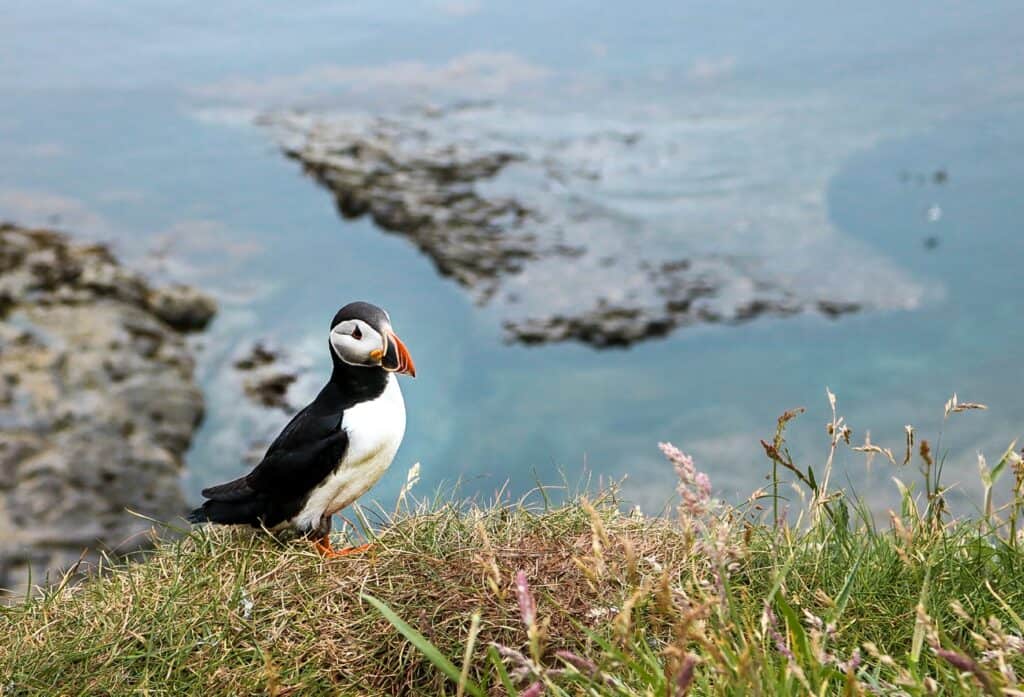 Things to do in Scotland Puffin