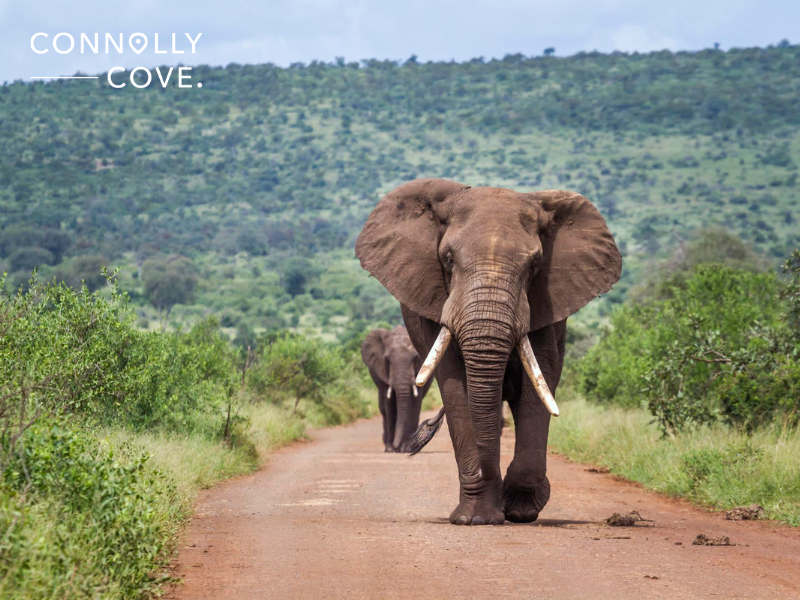 Things to do in Kenya: Visit the elephants sanctuaries