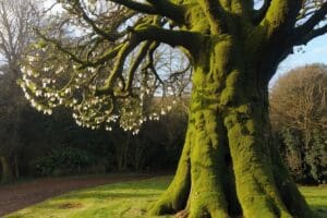 Fairy Tree in Irish Culture